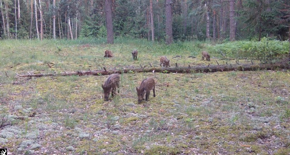 Кабанята