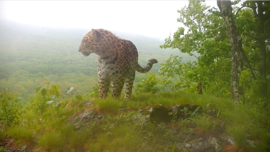 Леопард